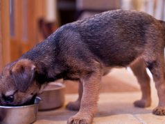 狗食品公司召回全国范围内销售的300箱产品,因担心受到塑料污染 Dog eating from bowl